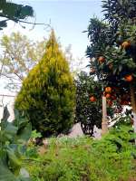 فروش ویلا باغ در دهکده توریستی منطقه محمودآباد